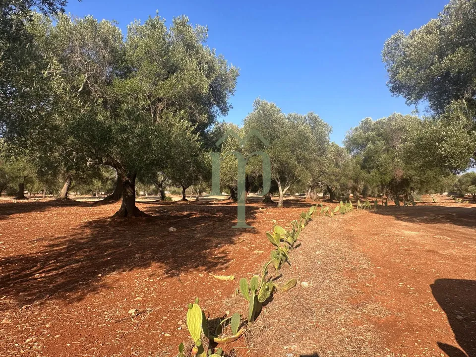 Tomt i Carovigno, Brindisi - bilde 1